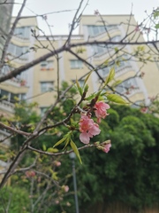 Prunus