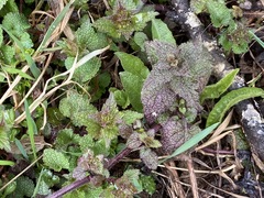 Lamium album