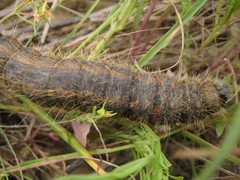 Lemonia philopalus