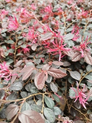 Loropetalum chinense