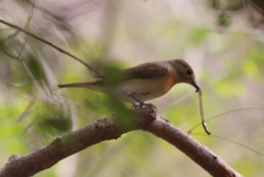 Cyornis rubeculoides