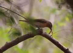 Cyornis rubeculoides