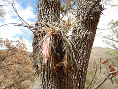 Tillandsia erubescens
