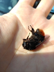 Bombus lapidarius