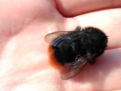 Bombus lapidarius