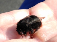 Bombus lapidarius