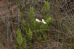 Thunbergia atriplicifolia