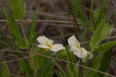 Thunbergia atriplicifolia