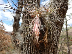 Tillandsia erubescens