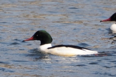 Mergus merganser