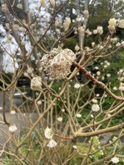 Edgeworthia