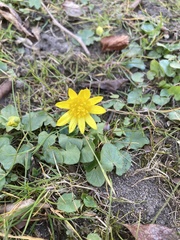 Ficaria verna
