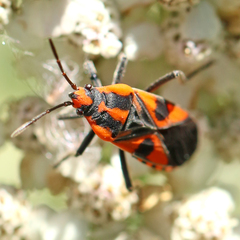 Spilostethus pacificus