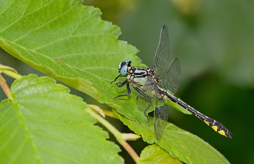 Turkish Clubtail