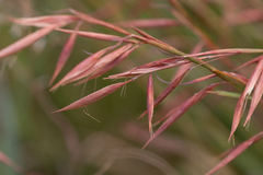 Monocymbium ceresiiforme