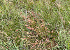 Monocymbium ceresiiforme