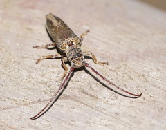 Rhytiphora decipiens