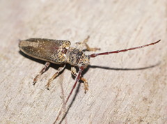 Rhytiphora decipiens