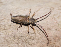 Rhytiphora decipiens