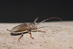 Rhytiphora decipiens