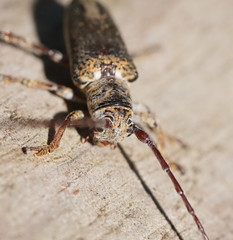 Rhytiphora decipiens