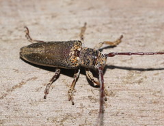 Rhytiphora decipiens