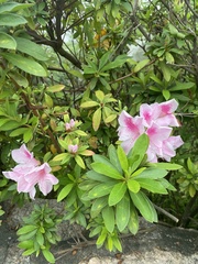 Rhododendron × pulchrum