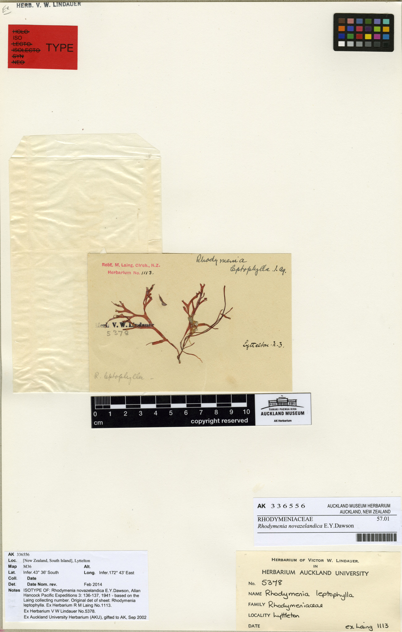 Rhodymenia novazelandica