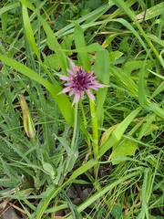 Tragopogon porrifolius