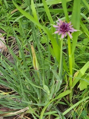 Tragopogon porrifolius