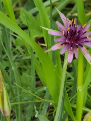 Tragopogon porrifolius