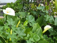 Zantedeschia aethiopica