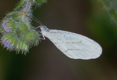 Leptosia nupta