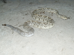 Crotalus culminatus