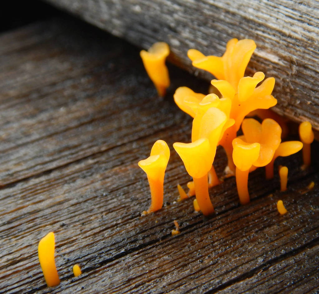 Fanshaped Jelly Fungus from Fannie Bay, Northern Territory, Australia