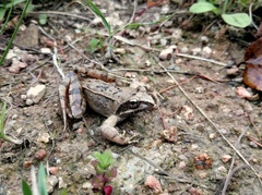 Rana chensinensis