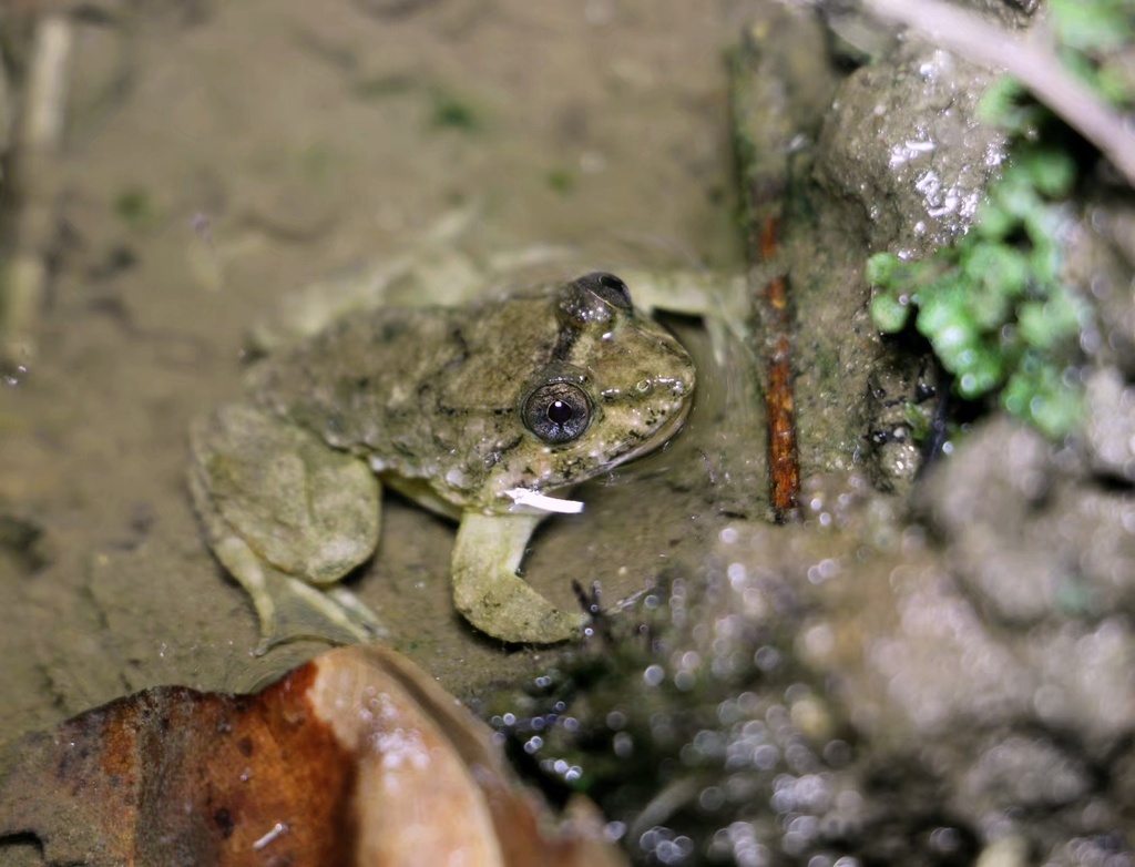 Longchuan Big-Headed Frog