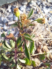 Bidens pilosa