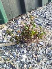 Bidens pilosa