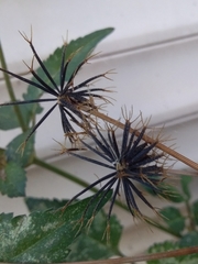 Bidens pilosa