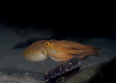 Amphioctopus mototi