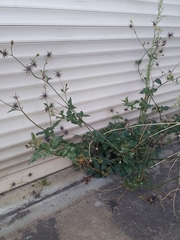 Bidens pilosa