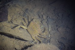 Parathelphusa maculata