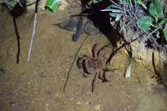 Parathelphusa maculata