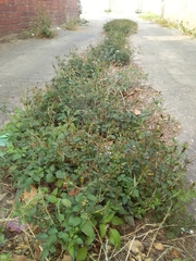 Bidens pilosa
