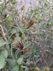 Bidens pilosa