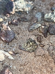 Platycryptus arizonensis