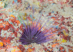 Echinostrephus molaris