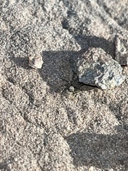 Platycryptus arizonensis