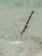 Novaculichthys taeniourus